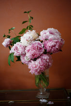 Load image into Gallery viewer, Florist Choice Peonies
