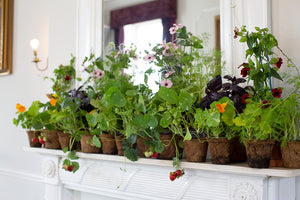 Mantle- arrangement with plants, super sustainable