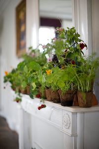 Mantle- arrangement with plants, super sustainable
